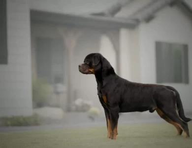 Gonzo Rottweiler