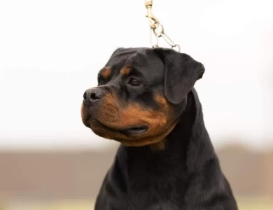 Jaska Rottweiler