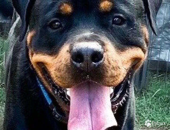 Garin Von Stuttgar Rottweiler