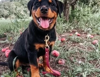 Mia Von Stuttgart Rottweiler