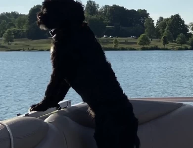 Pirate Portuguese Water Dog