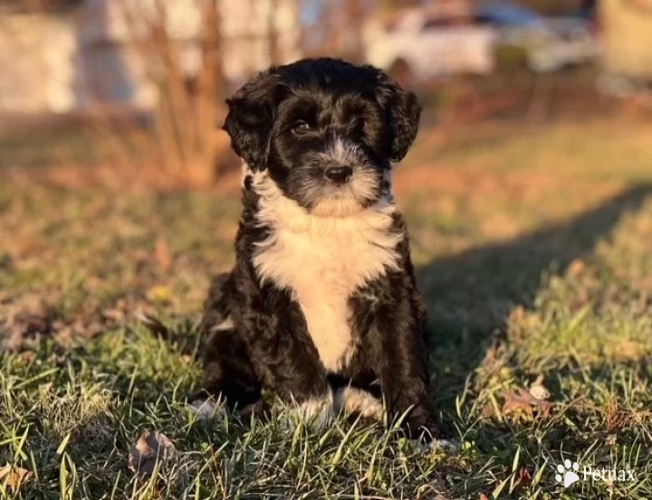 Alloa Puppies for Sale