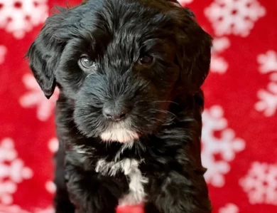 Arwen Puppies for Sale