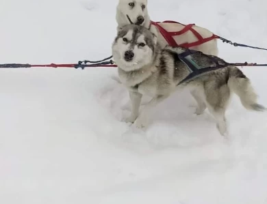 Luna Siberian Husky