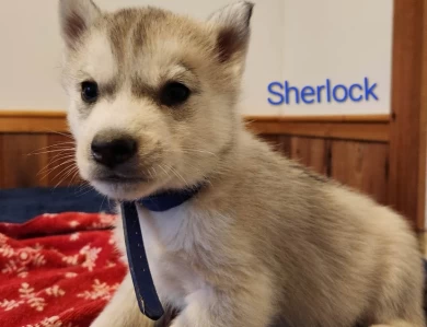 Sherlock Puppies for Sale