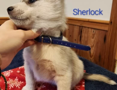Sherlock Puppies for Sale