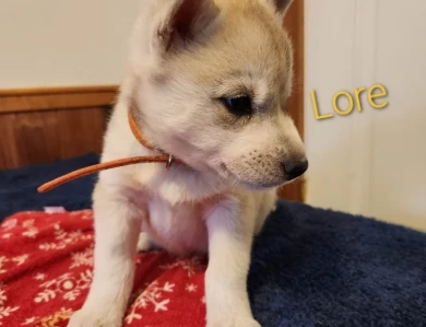 Lore Puppies for Sale
