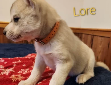 Lore Puppies for Sale