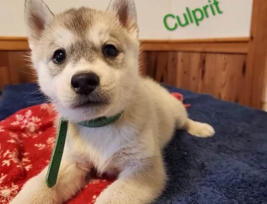 Culprit Puppies for Sale