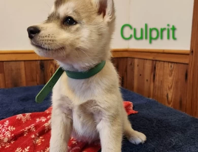 Culprit Puppies for Sale