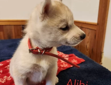 Alibi Puppies for Sale