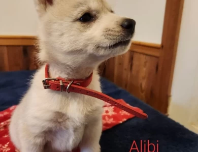 Alibi Puppies for Sale