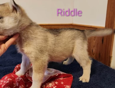 Riddle Puppies for Sale