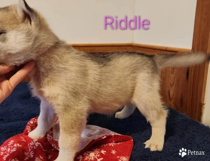 Riddle Puppies for Sale