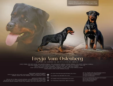 Freyja Vom Ostenberg Rottweiler