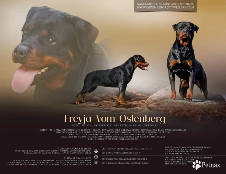 Freyja Vom Ostenberg Rottweiler