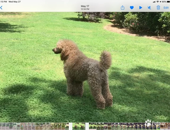 Red Bernedoodle