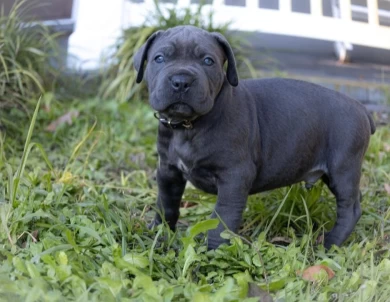 ms Purple Puppies for Sale