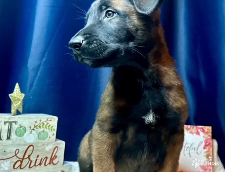 Ghost Belgian Malinois