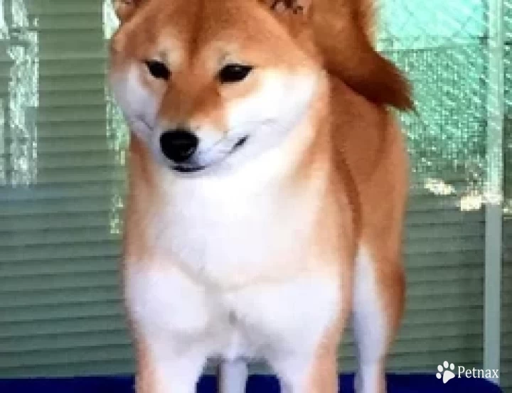 Aalona Shiba Inu