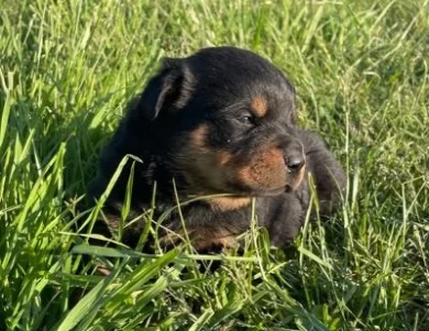 "Navy"   Honeyview Captain Reba Rottweiler