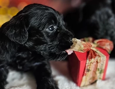 A'Lord  Miniature Schnauzer