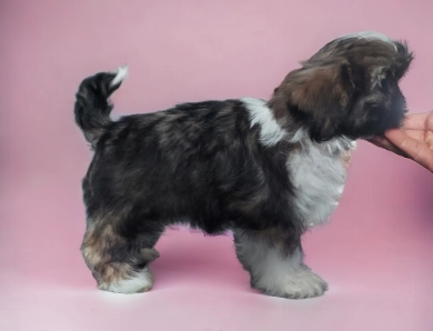 Female 1 Shih Tzu