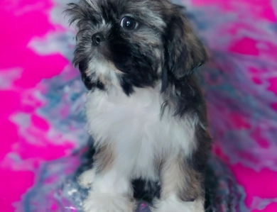 Female 1 Shih Tzu