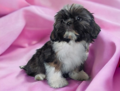 Female 1 Shih Tzu