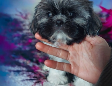 Female 1 Shih Tzu