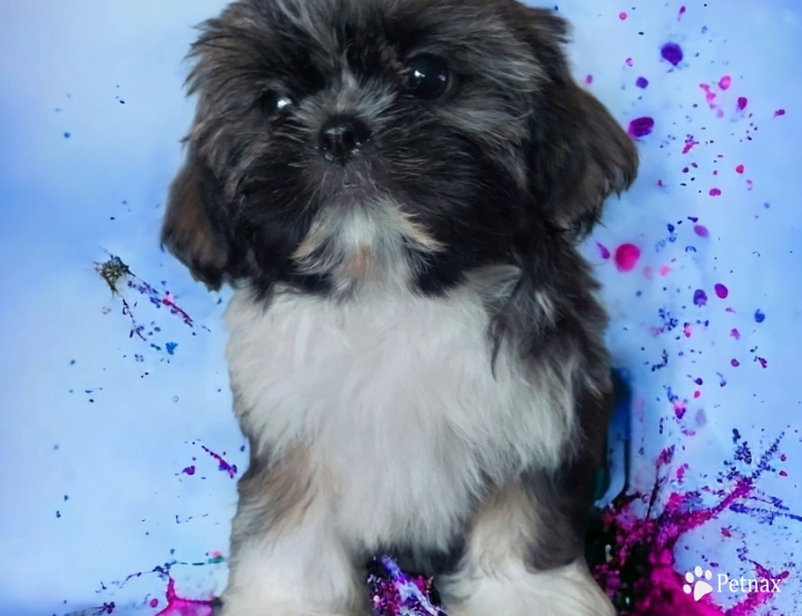 Female 1 Shih Tzu