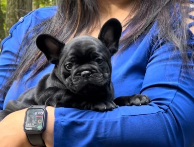 French Bulldog Puppies for sale