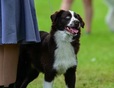 Crystal Miniature American Shepherd