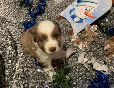 Turbo Miniature American Shepherd