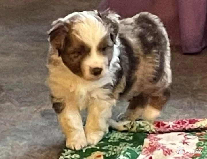 Turbo Miniature American Shepherd