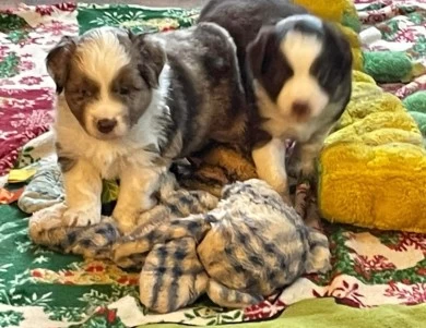 Turbo Miniature American Shepherd