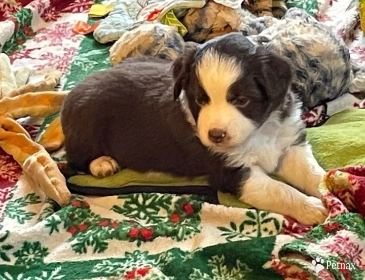 Inarush Miniature American Shepherd