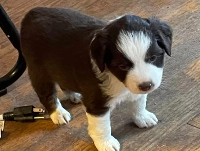 Inarush Miniature American Shepherd