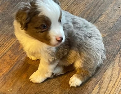 Speedy Miniature American Shepherd