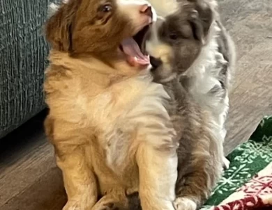 Speedy Miniature American Shepherd