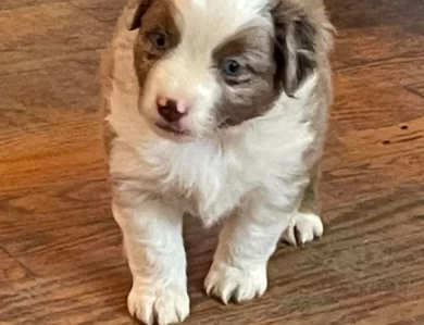 Speedy Miniature American Shepherd