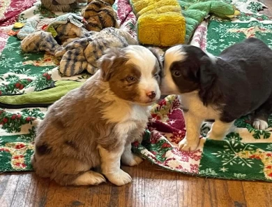 Speedy Miniature American Shepherd