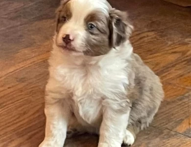 Speedy Miniature American Shepherd