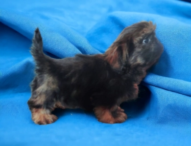 Male 1 Shih Tzu