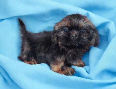 Male 1 Shih Tzu