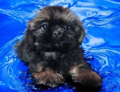 Male 1 Shih Tzu