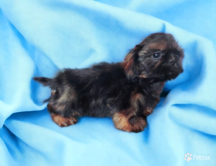 Male 1 Shih Tzu