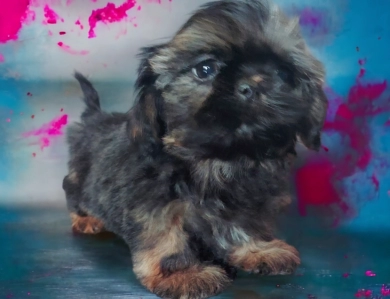 Male 1 Shih Tzu