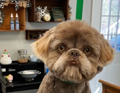 Dutton Shih Tzu