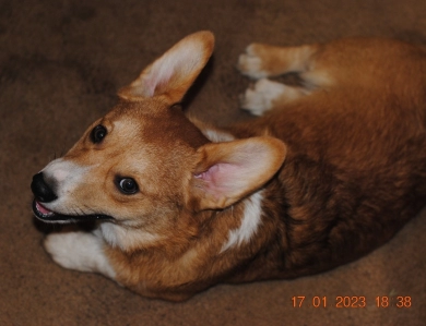 Bandit Pembroke Welsh Corgi